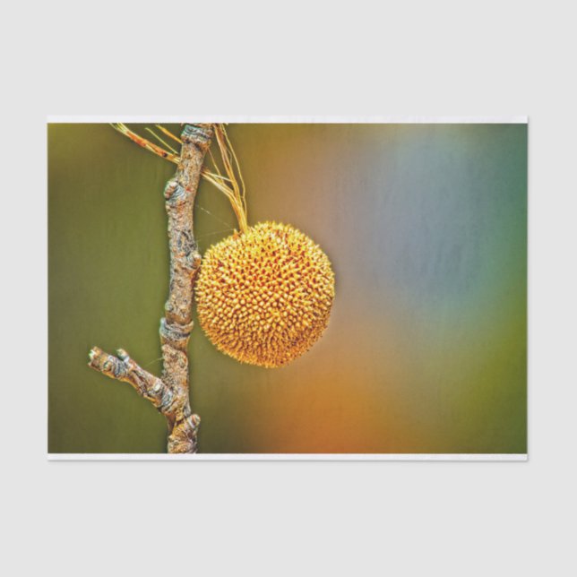 Sycamore Seed Ball  Tissue Paper (Front)