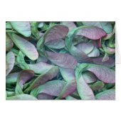 Sycamore seeds (Front Horizontal)