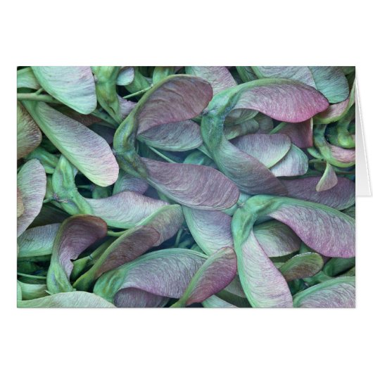 Sycamore seeds cards (Front Horizontal)