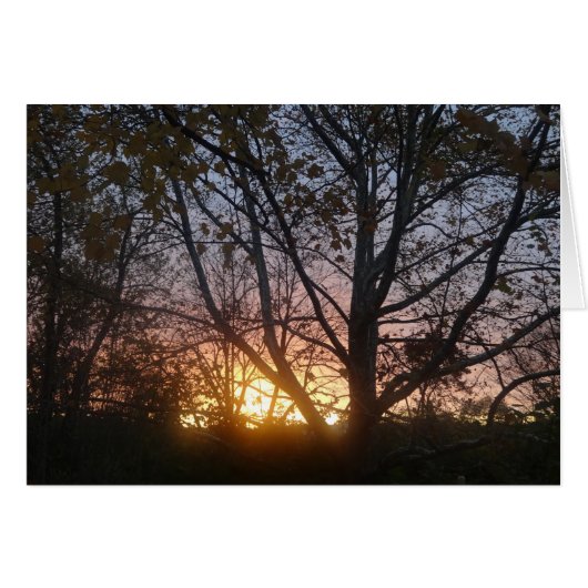 Sycamore Sunrise Cards (Front Horizontal)