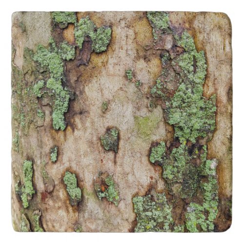 Sycamore Tree Bark Moss Lichen Trivet