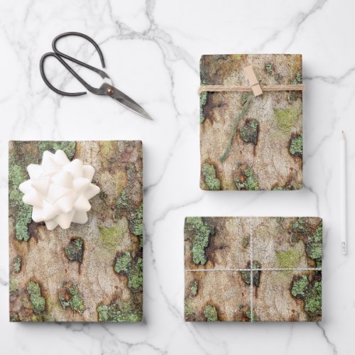 Sycamore Tree Bark Moss Lichen Wrapping Paper Sheets