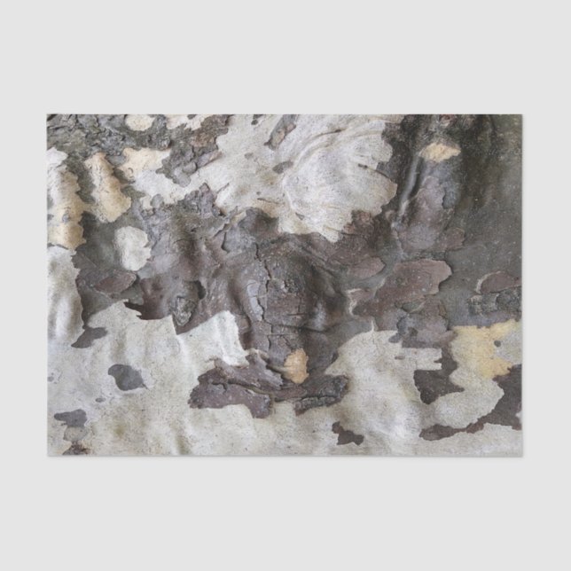 Sycamore Tree Bark Peeling and Shedding Tissue Paper (Front)