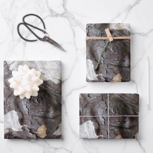 Sycamore Tree Bark Peeling and Shedding Wrapping Paper Sheets