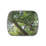 Sycamore Tree Green Nature Candy Tin