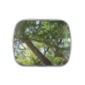 Sycamore Tree Green Nature Candy Tin (Top)