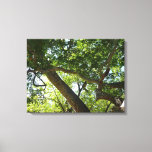 Sycamore Tree Green Nature Canvas Print