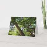 Sycamore Tree Green Nature Card