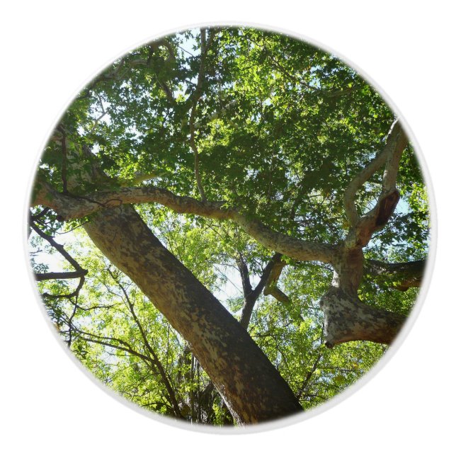 Sycamore Tree Green Nature Ceramic Knob (Front)