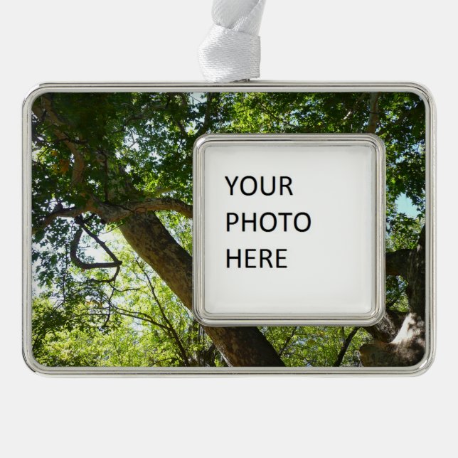 Sycamore Tree Green Nature Christmas Ornament (Front)