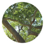 Sycamore Tree Green Nature Classic Round Sticker