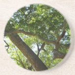 Sycamore Tree Green Nature Coaster