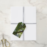 Sycamore Tree Green Nature Gift Tags
