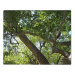 Sycamore Tree Green Nature Jigsaw Puzzle