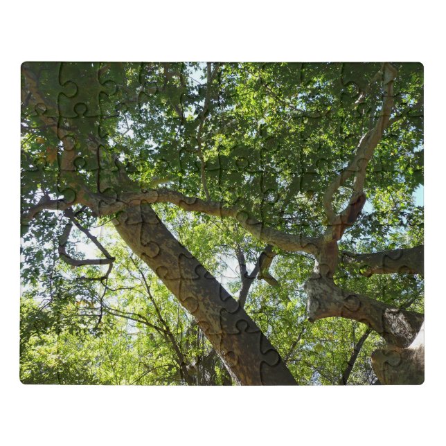 Sycamore Tree Green Nature Jigsaw Puzzle (Puzzle Horizontal)