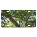 Sycamore Tree Green Nature License Plate