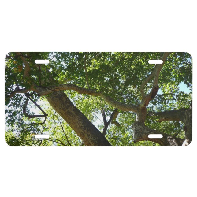 Sycamore Tree Green Nature License Plate (Front)