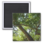 Sycamore Tree Green Nature Magnet