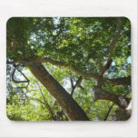 Sycamore Tree Green Nature Mouse Pad