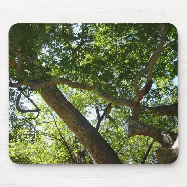 Sycamore Tree Green Nature Mouse Pad (Front)