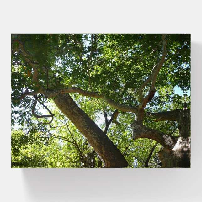 Sycamore Tree Green Nature Paperweight (Front)