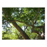 Sycamore Tree Green Nature Photo Print