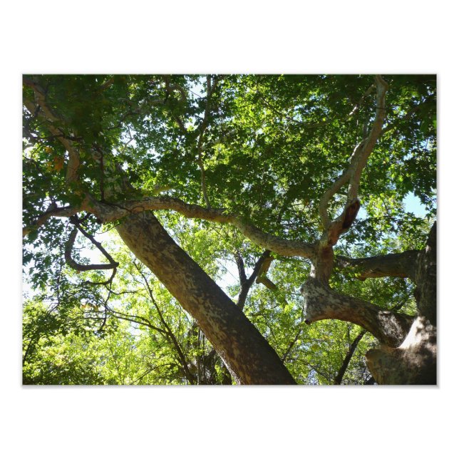 Sycamore Tree Green Nature Photo Print (Front)