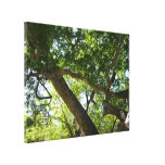 Sycamore Tree Green Nature Photography Canvas Print