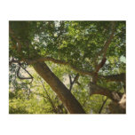 Sycamore Tree Green Nature Photography Wood Wall Decor