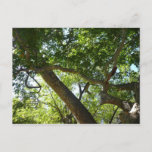 Sycamore Tree Green Nature Postcard