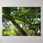Sycamore Tree Green Nature Poster