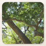 Sycamore Tree Green Nature Square Paper Coaster