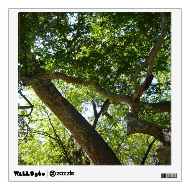 Sycamore Tree Green Nature Wall Decal (Front)