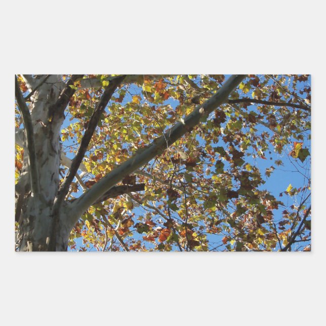 Sycamore tree in the fall against a blue sky rectangular sticker (Front)