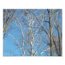 Sycamore Tree