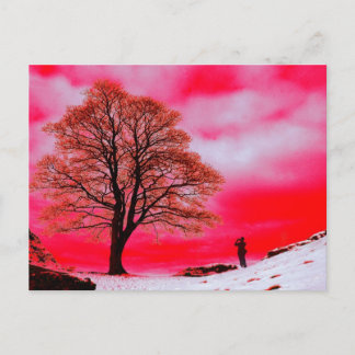 Sycamore Tree Postcard