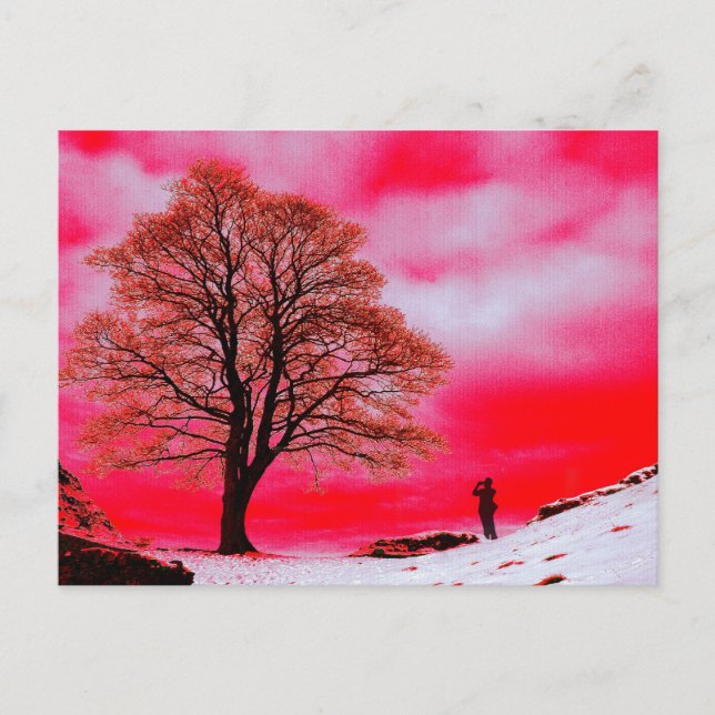 Sycamore Tree Postcard (Front)