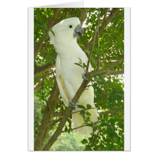 Sydney Cockatoo Cards