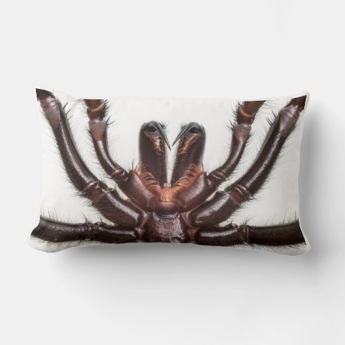 Sydney Funnel_Web Spider Lumbar Pillow