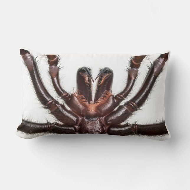 Sydney Funnel-Web Spider Lumbar Pillow (Front)