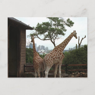 Sydney Opera House Postcard