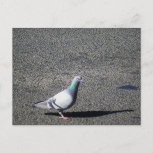 Sydney Pigeon Australian Wildlife Photography Postcard