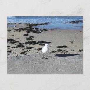 Sydney Seagull with Sunlit Water Beach Photography Postcard