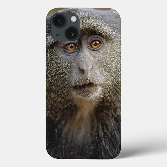 Sykes or Blue Monkey, Cercopithecus mitis, Case-Mate iPhone Case (Back)