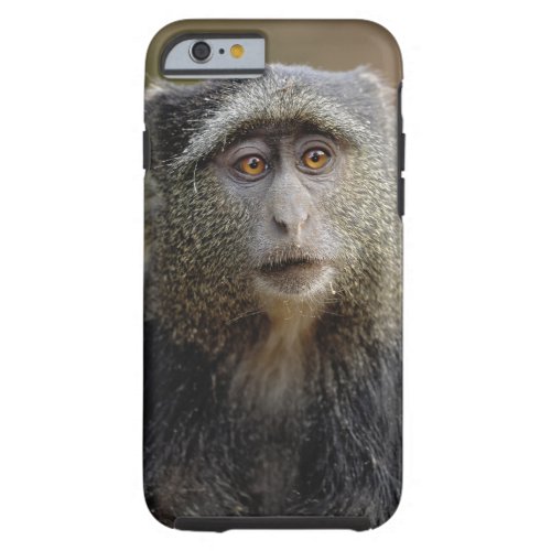 Sykes or Blue Monkey Cercopithecus mitis Tough iPhone 6 Case