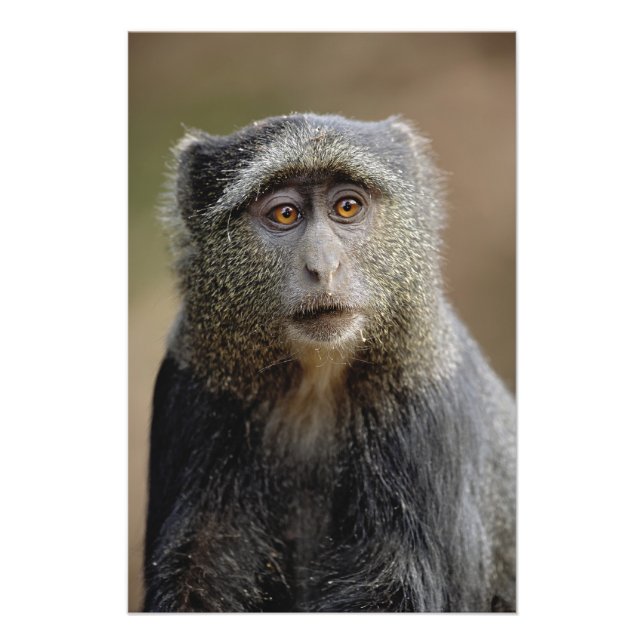 Sykes or Blue Monkey, Cercopithecus mitis, Photo Print (Front)