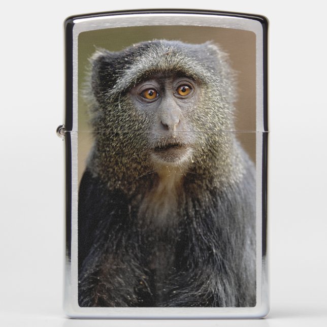 Sykes or Blue Monkey, Cercopithecus mitis, Zippo Lighter (Front)