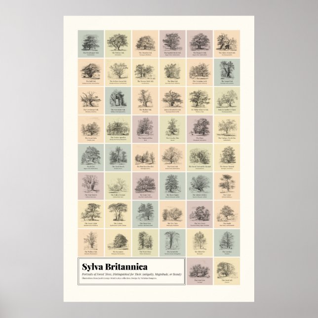 Sylva Britannica Poster (Front)