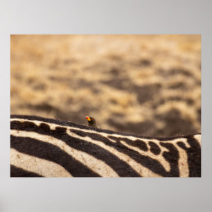 Symbiosis: Oxpecker & Zebra Poster