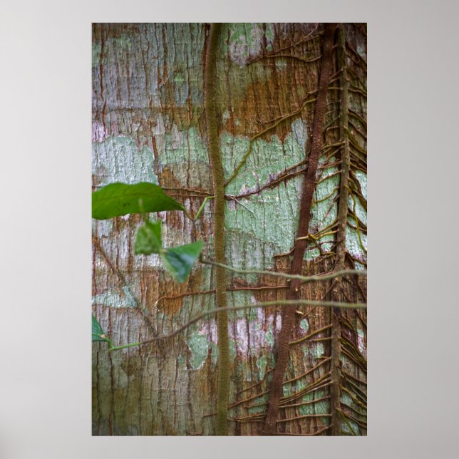 Symbiosis Poster (Front)